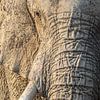 Horizontal portrait of an elephant by Richard Guijt Photography