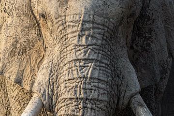 Horizontal portrait of an elephant
