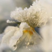 White Violet with frost and morning light