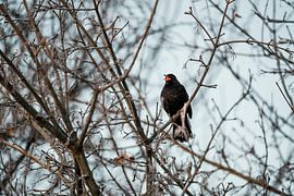 Le merle chante dans le silence froid sur Femke Ketelaar