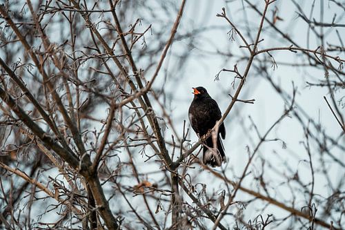 Merel Zingend in Koude Stilte