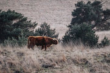 Walker of the Heath - Schottischer Highlander in rustikaler Landschaft von Femke Ketelaar