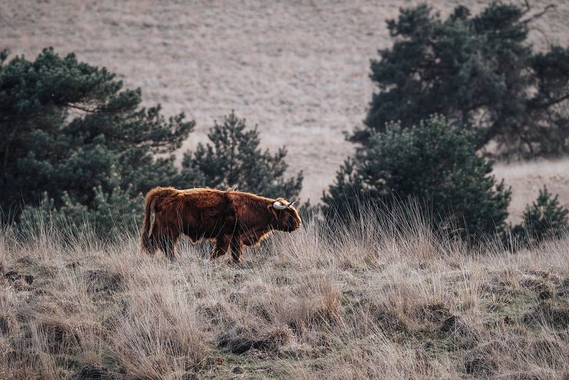 Wandelaar van de Heide Schotse Hooglander in Rustiek Landschap van Femke Ketelaar
