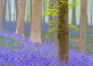 Buche und Bluebell Blumen in einem Wald im Frühjahr von Sjoerd van der Wal Fotografie Miniaturansicht