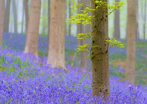 Beech tree and Bluebell flowers in a forest during spring