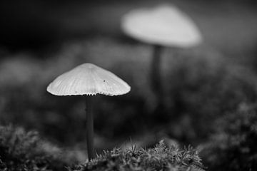 Kleine paddenstoeltje in zwart wit