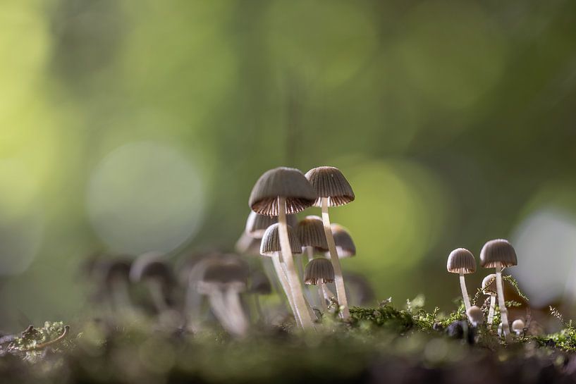 Family by Boogartphotographics
