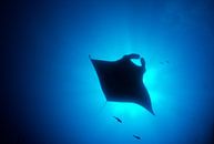 Manta in het blauw van Joost van Uffelen thumbnail