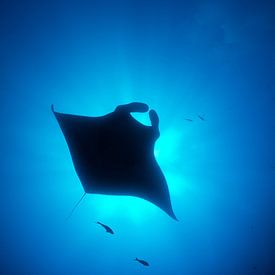 Manta in het blauw van Joost van Uffelen