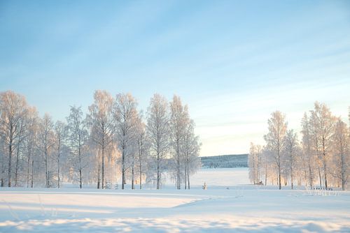 Winters landschap in wit en blauw | Landschapsfotografie Scandinavie