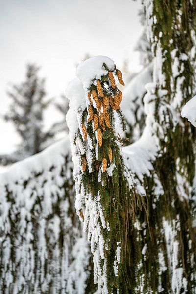 Winter pine cones by Leo Schindzielorz