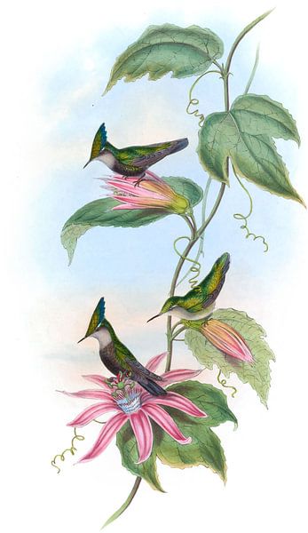 Crête verte et bleue, John Gould par Hummingbirds