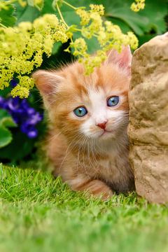 Adorable chaton dans un jardin sur Katho Menden