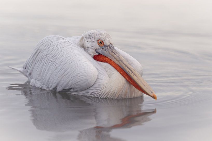 Crucible Pelican by Christien Brandwijk
