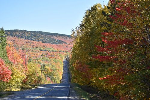 Een landweg doorkruist in de herfst een bos