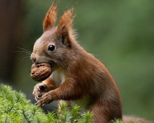 Eichhörnchen mit Walnuss im Wald