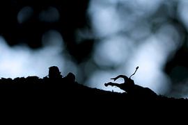 Silhouet van een vliegend hert