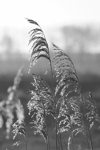 Riet