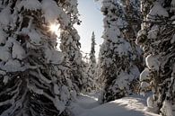 Lappland von Arthur van Iterson Miniaturansicht