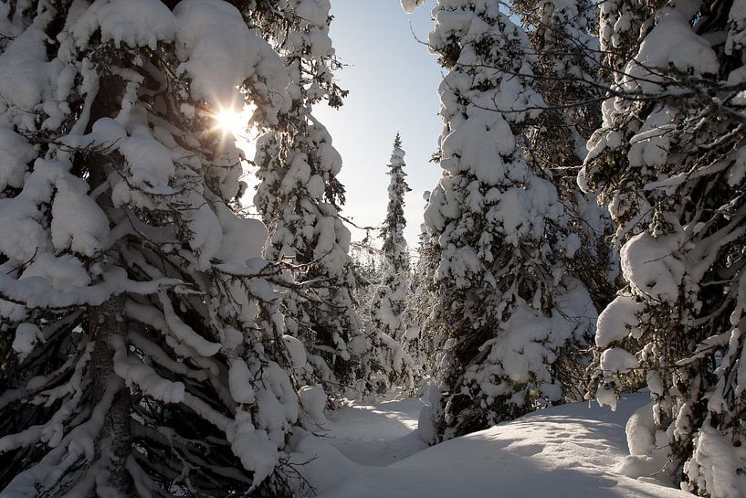 Lappland von Arthur van Iterson