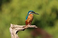 Ijsvogel