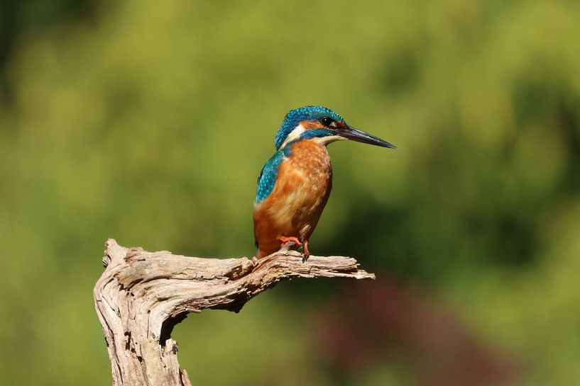 Ijsvogel van Rodney Pauwels