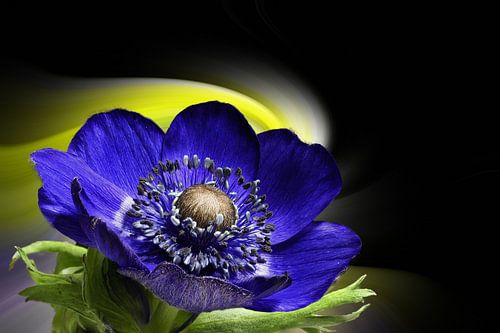 Anemoon tegen een kleurrijke abstracte achtergrond