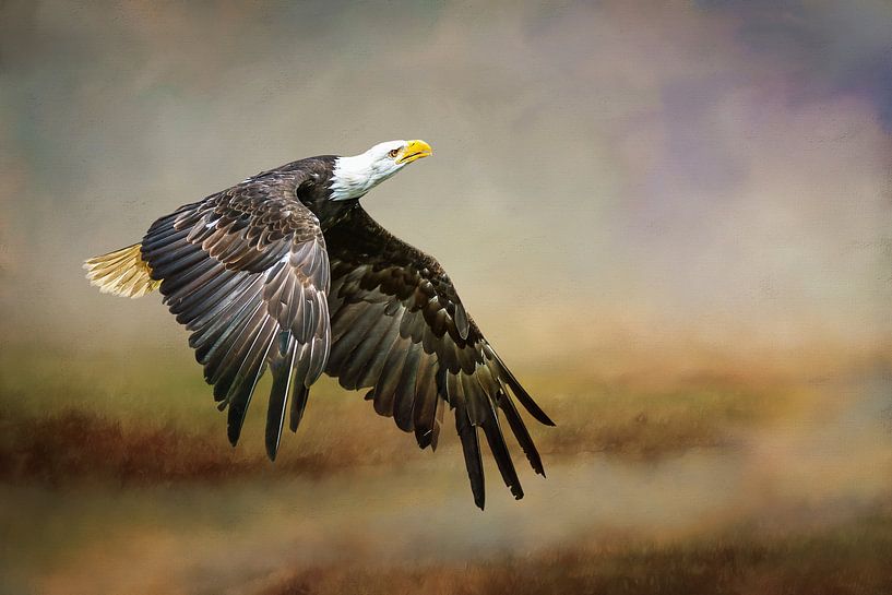 Fliegender Seeadler in orangefarbenen Sturmwolken von Diana van Tankeren