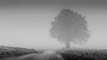 Die Weide im Nebel von Ronald Massink