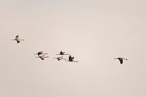 Kranichvögel, die während des Herbstzuges in der Luft fliegen
