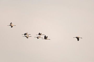 Kraanvogels vliegen in de lucht tijdens de herfstmigratie