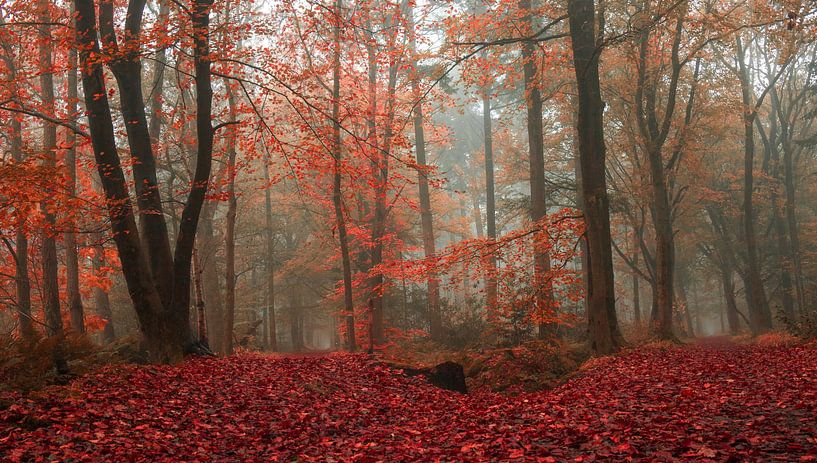 Red colors in the forest by Claudia De Vries