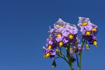 Paarse aardappelbloesem tegen een blauwe lucht van Ulrike Leone