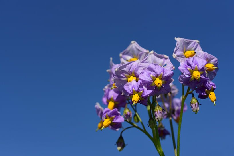 Des fleurs de pomme de terre violettes dans un ciel bleu par Ulrike Leone