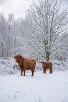 Schotse Hooglander met kalf in de sneeuw...