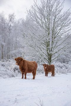 Scottish Highlander with calf in the snow by Ans Bastiaanssen