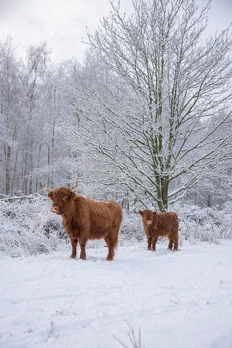 Schotse Hooglander met kalf in de sneeuw...