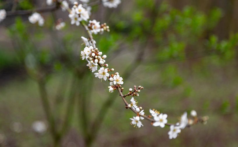 Blackthorn in bloom by Percy's fotografie