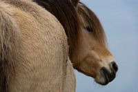 Paard