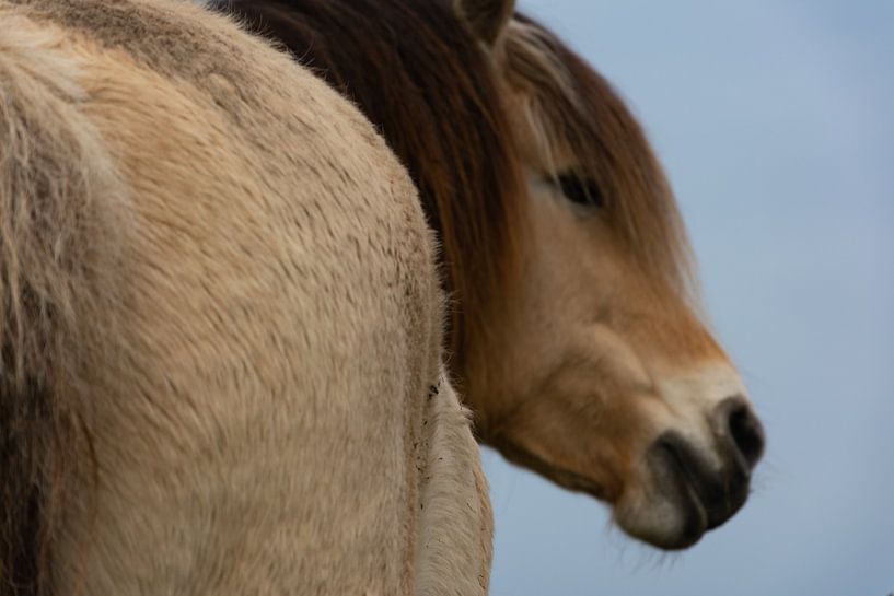 Paard van Silvia Rikmanspoel