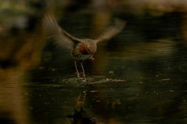 Robins by Jeen Arendz