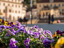 Königstein, Saxon Switzerland - Pansies at the marketplace by Pixelwerk
