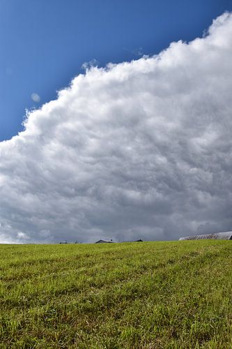 Een veld in de zomer