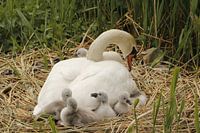 Swan with baby swans