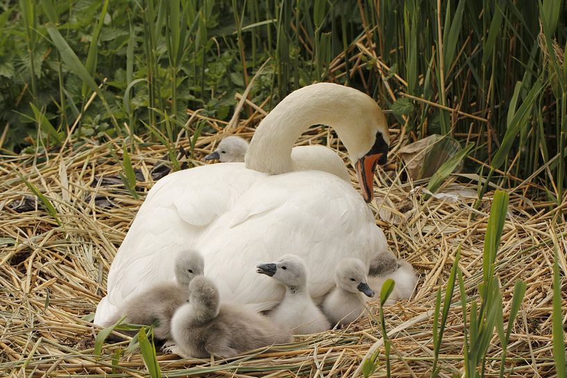 Cygne avec bébé cygnes par Carel van der Lippe