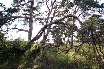 Natürlicher Wald in der Rhön im Gegenlicht im Sommer