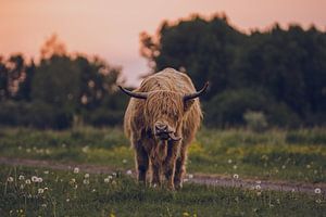 Scottish highlander sticking its tongue out. by MdeJong Fotografie