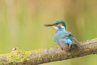 Ijsvogel /Common Kingfisher