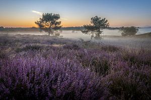 Lever de soleil avec brume et bruyère dans les Maasduinen