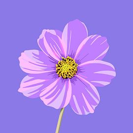 Cosmo – Summer Flower in bright purple and pink colours by Jole Art